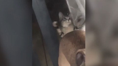 猫:我 尾巴:财富/小姐姐/好运/anything...